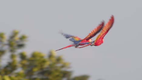 Colorful Scarlet Macaw flying over the Peruvian jungle canopy, wings flapping in smooth soaring them forward