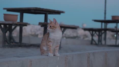 可愛的小貓仔在goreme cappadocia上面玩耍