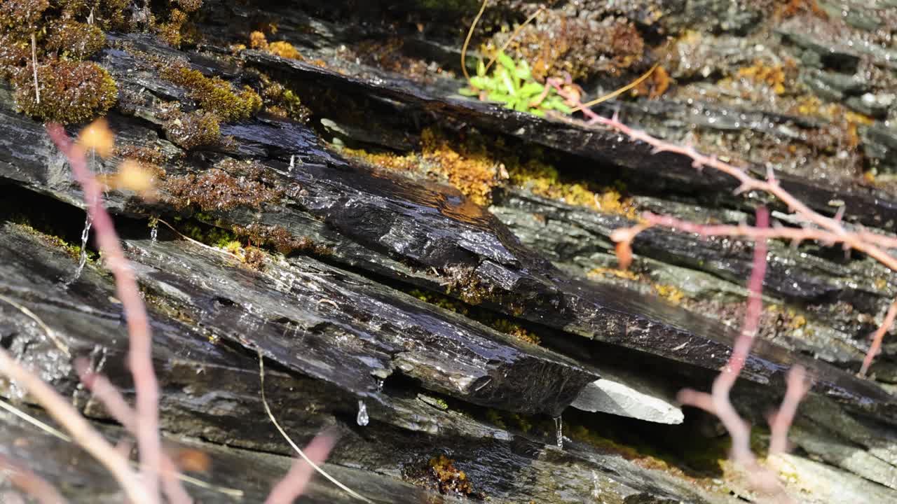 Close-up of water dripping over moss-covered rocks in natural light, highlighting textures and subtle movements