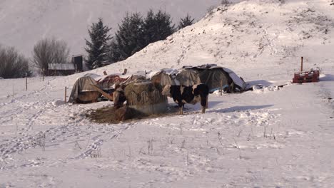 Rinder-Fressen-Draußen-Getrocknetes-Gras,-Umgeben-Von-Verschneiter-Winterlandschaft