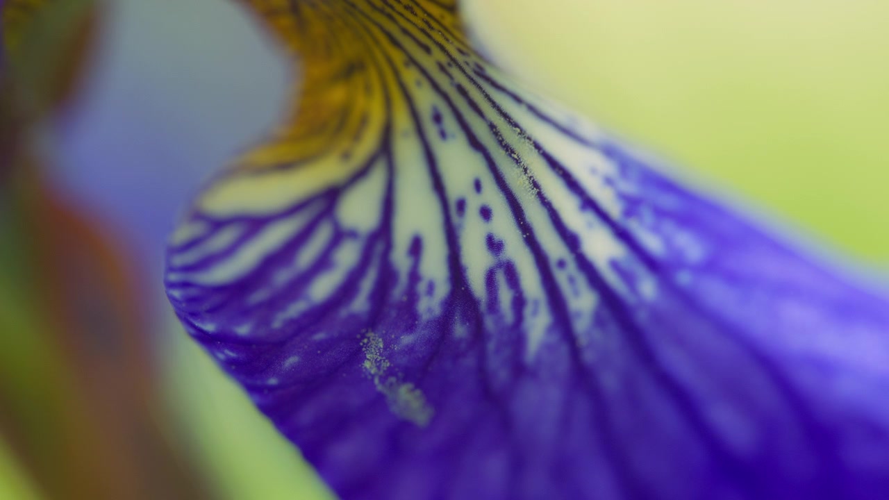 Violet and yellow flower petals in macro