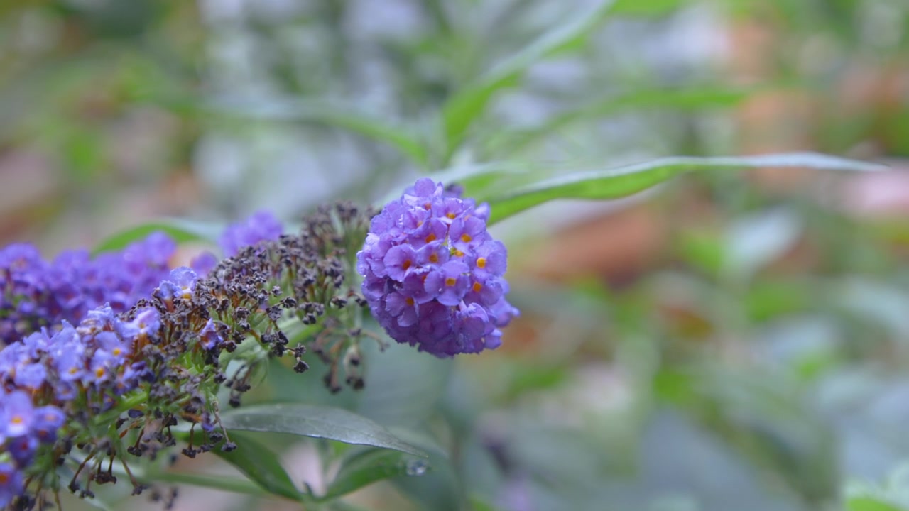 Close-up detail gugusan bunga semak kupu-kupu ungu dengan daun hijau di latar taman, menampilkan keindahan alam dan warna-warna cerah, pemandangan yang memukau, dan gerakan dinamis. Klip A