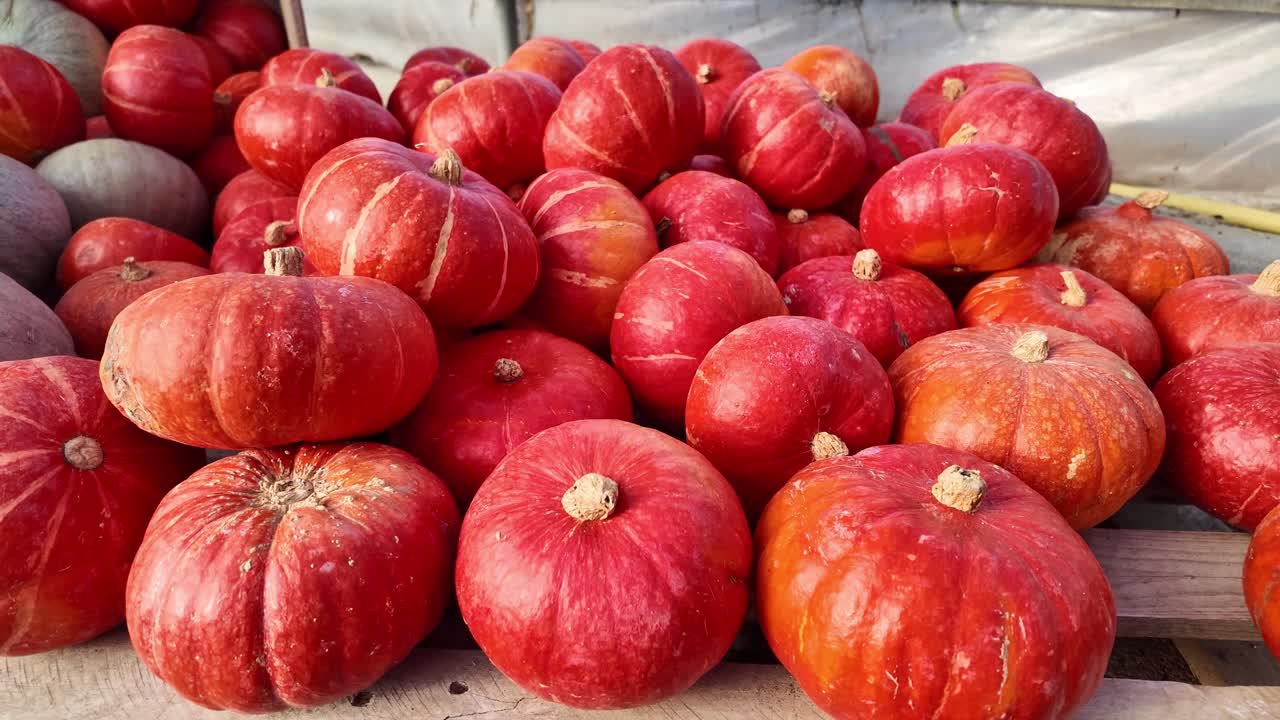 Fresh red pumpkins arranged on market table under sunlight, stored for Halloween