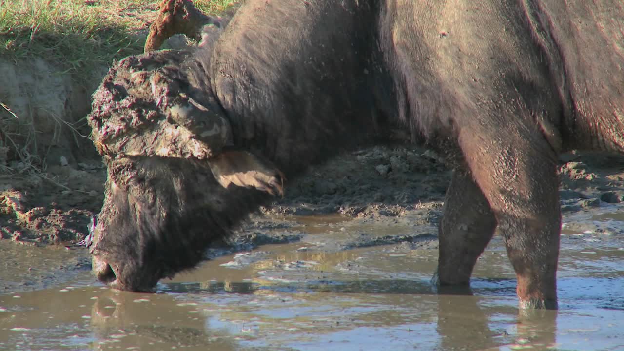아프리카의 급수 구멍에서 방목하는 케이프 버팔로에 가까이
