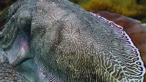 Giant-Australian-Cuttlefish-Sepia-apama-Migration-Whyalla-South-Australia-4k-slow-motion,-mating,-laying-eggs,-fighting,-aggregation,-underwater