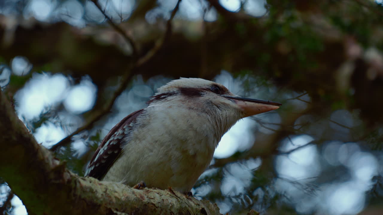 martín pescador kookaburra australia