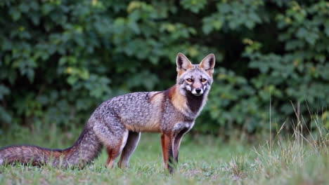 a fox stands in a grassy field with green foliage in the background