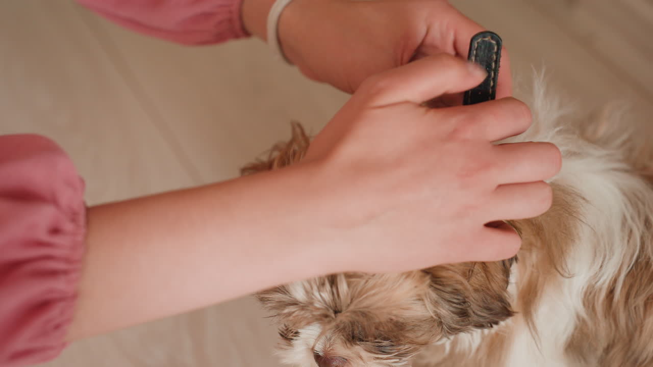 Attaching Collar To Energetic Puppy, Closeup Of Hands Fastening Collar Around Small Playful Puppy Inside Home, Individual Carefully Places Collar On Happy Energetic Puppy Within Cozy Indoor Setting