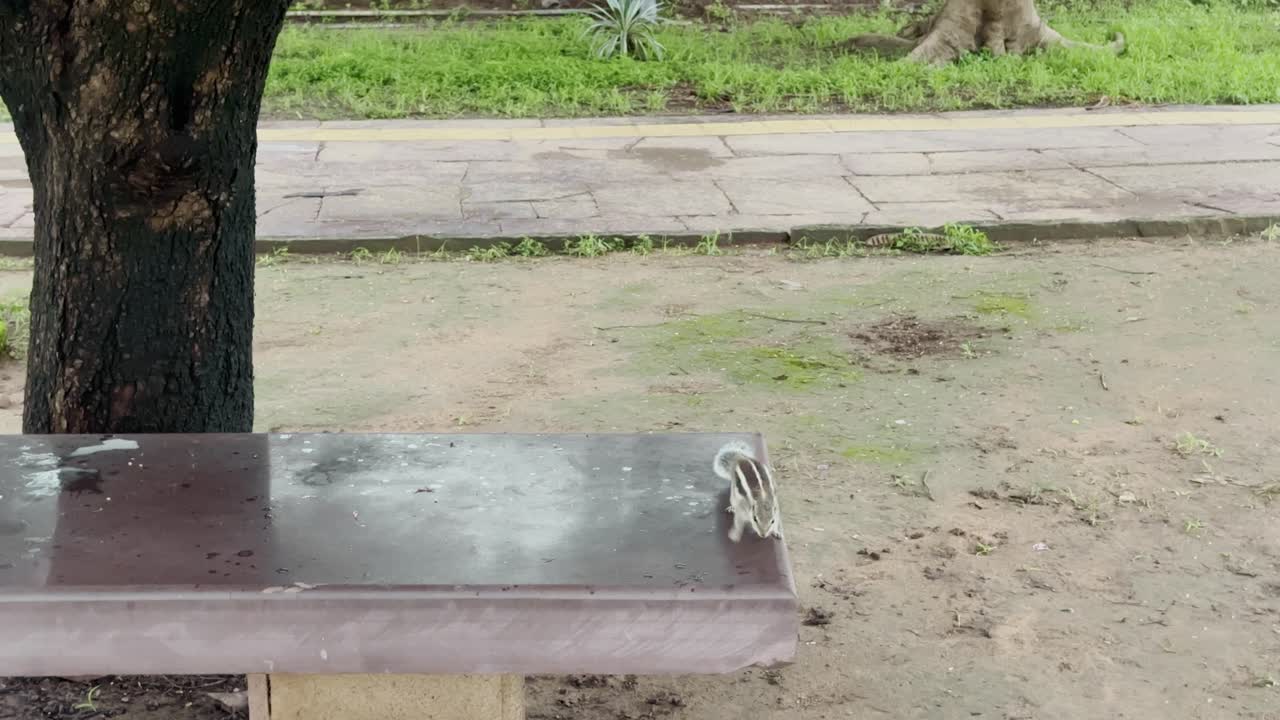 A small squirrel in an outdoor park setting captured in a natural environment