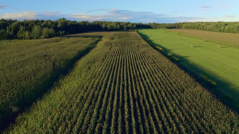 drone going down on a crop field at sunset