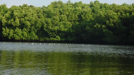 Handheld-Ansicht-Des-Reflektierenden-Flusswassers-Mit-üppig-Grünen-Tropischen-Bäumen-Auf-Einer-Flussfahrt-Am-Frühen-Morgen-In-Den-Tropischen-Wäldern-Von-Sri-Lanka