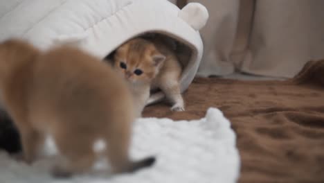 Two-ginger-kittens-of-the-"British-Golden-Chinchilla"-breed-are-playing-with-each-other-near-their-soft-little-house