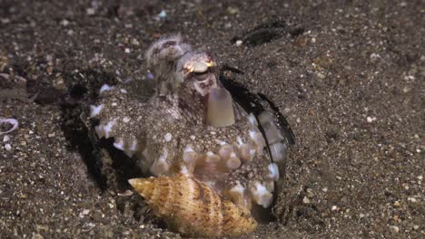 pulpo de coco enterrado en un frasco de vidrio aferrándose a una concha