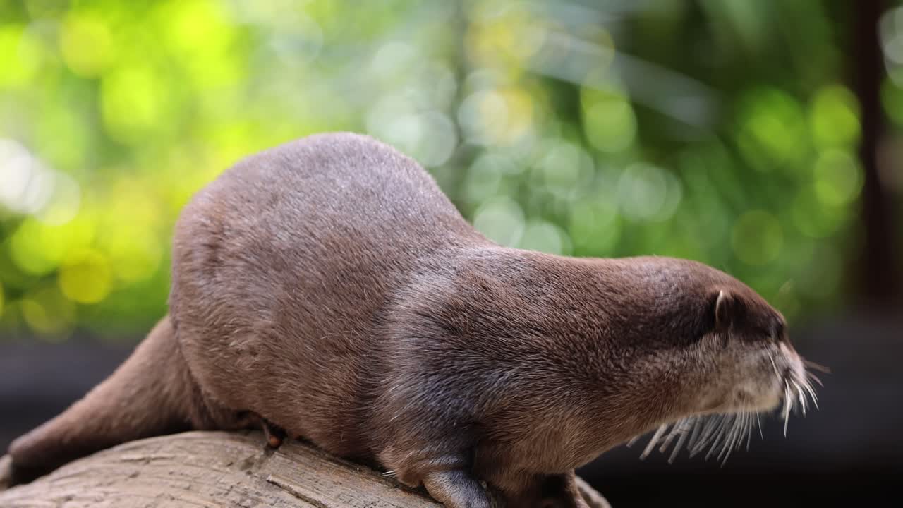 오터는 다양한 표정과 움직임을 나타니다.