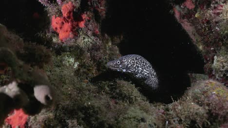 Ein-Schöner-Gefleckter-Muränenaal-Kommt-Aus-Seiner-Höhle,-Um-Die-Kamera-Zu-überprüfen