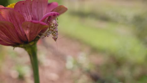 Cerca-De-Mantis-Religiosa-Bajo-Flor