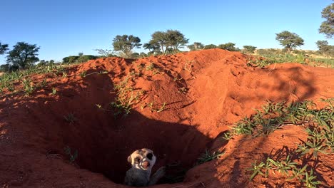 suricate meerkat popping head out of the burrow, hesitant to come out