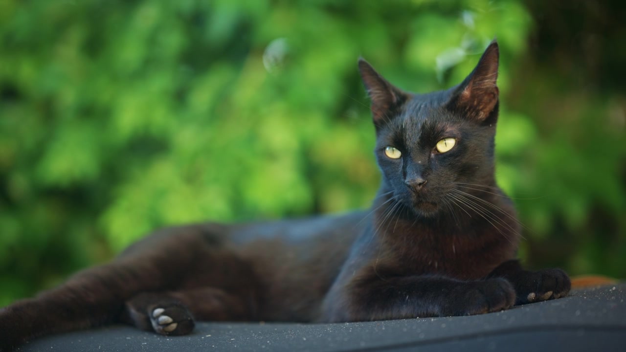 Gatto nero che si rilassa comodamente sul tetto di un veicolo mentre sbatte lentamente le palpebre nella calda luce della sera, circondato da un fogliame verde vibrante