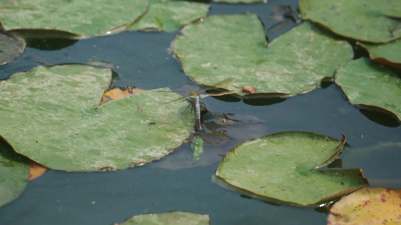 Dragonfly resting on green lily pads in a quiet pond, surrounded by aquatic plants and still water in a Mediterranean garden setting