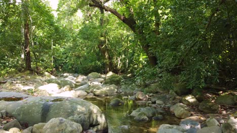 rocky river through the green trees in the jungle