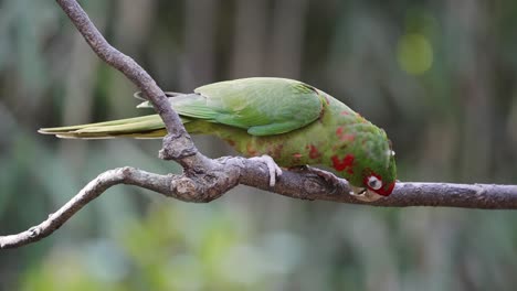 close up of an aratinga mitrata perched on a branch cleaning beak and flies away with blurred background