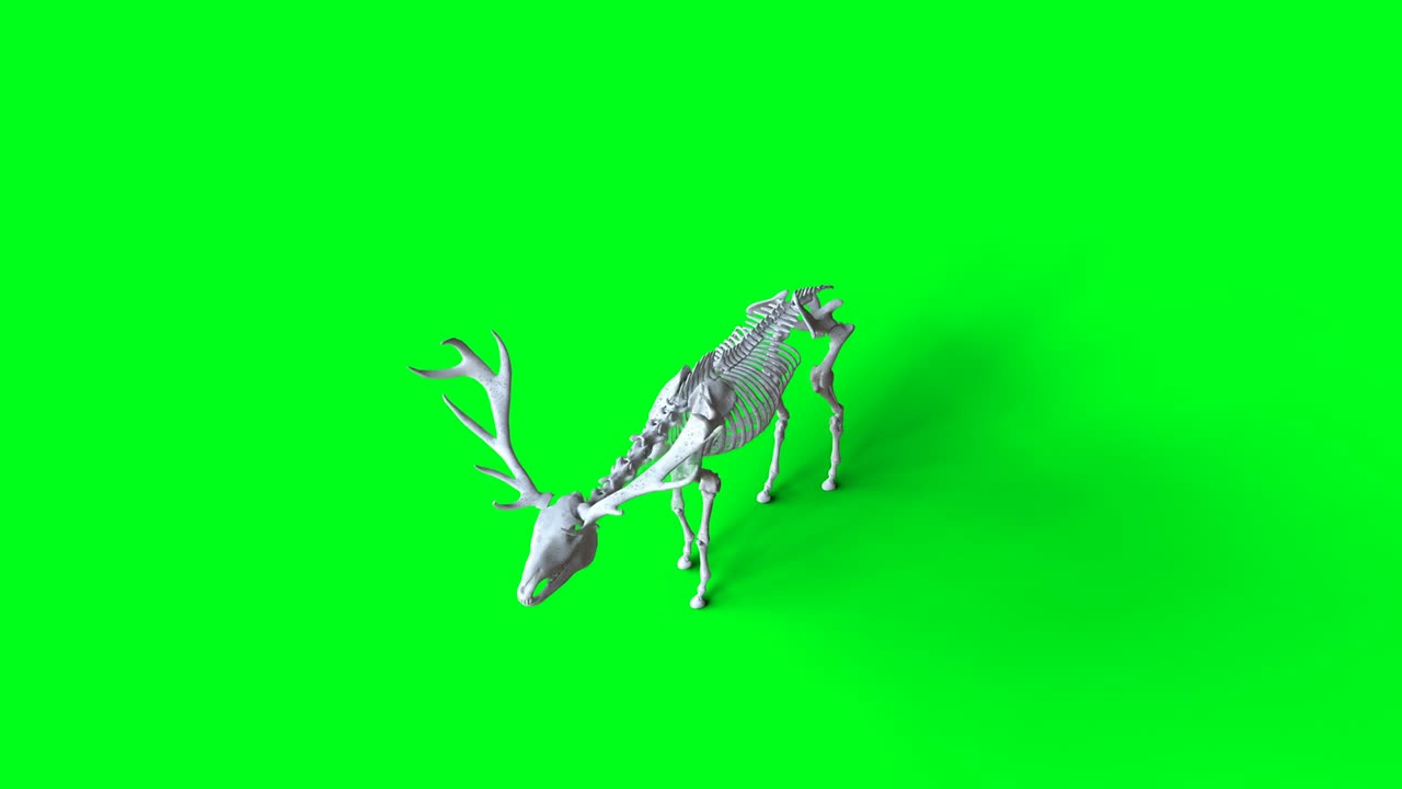 Skelet-hjorteanimation på grøn skærm. Isoleret. Realistisk 4k-animation.