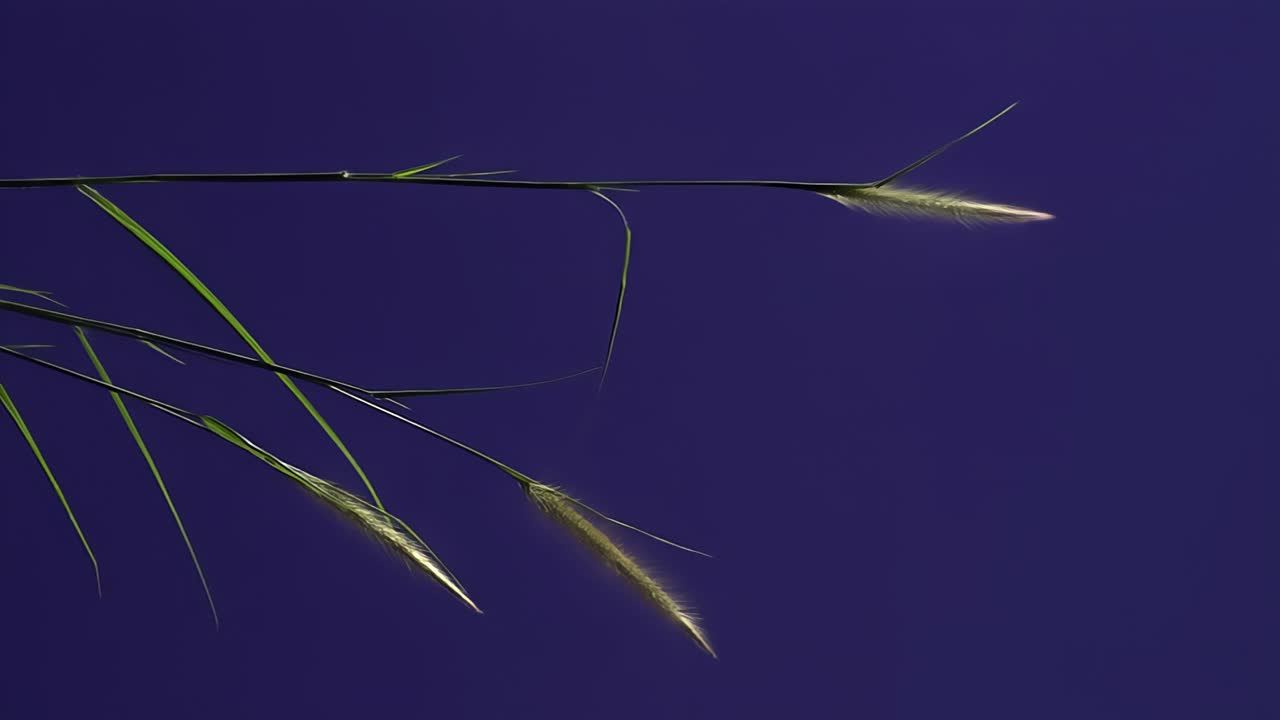 Ground Plant With Blue Screen Background