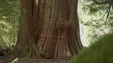 un viejo árbol de crecimiento en un bosque en el noroeste del pacífico