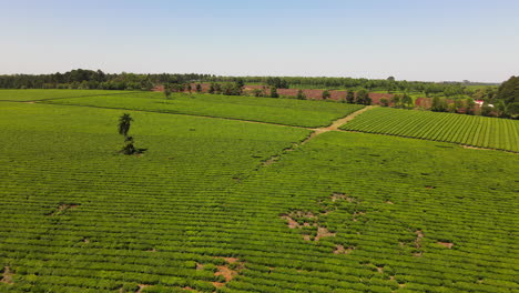 Amazing-green-tea-field-with-blue-sky