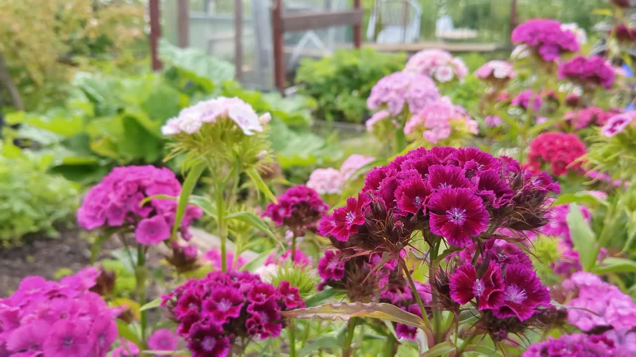 Romantic pink and purple flowers Sweet William growing in garden