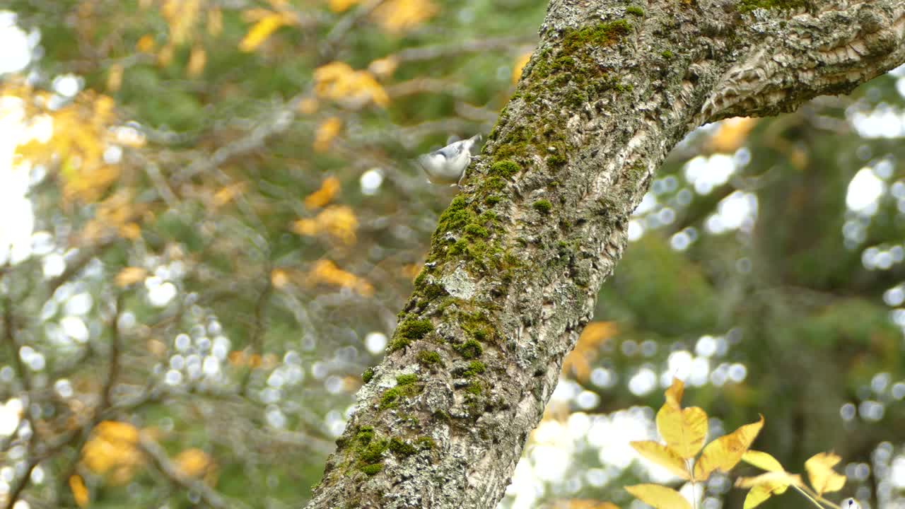 trepador de pecho blanco recogiendo pequeños insectos entre ramas cubiertas de musgo