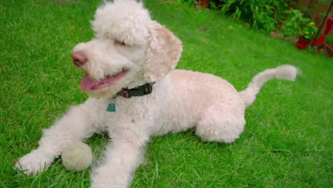 Happy-dog-with-ball.-White-labradoodle-lying.-Cute-dog-on-backyard-garden