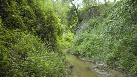 lush forest landscape in fairy stream, vietnam