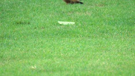 Two-Playful-Pallas's-squirrels-or-red-bellied-tree-squirrels-feeding-and-foraging-food-on-green-grassy-meadow,-chase-each-other