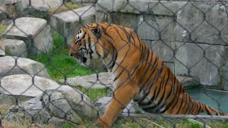 Tiger-in-captivity-taking-a-relaxing-dip-in-a-pool-of-water-4k