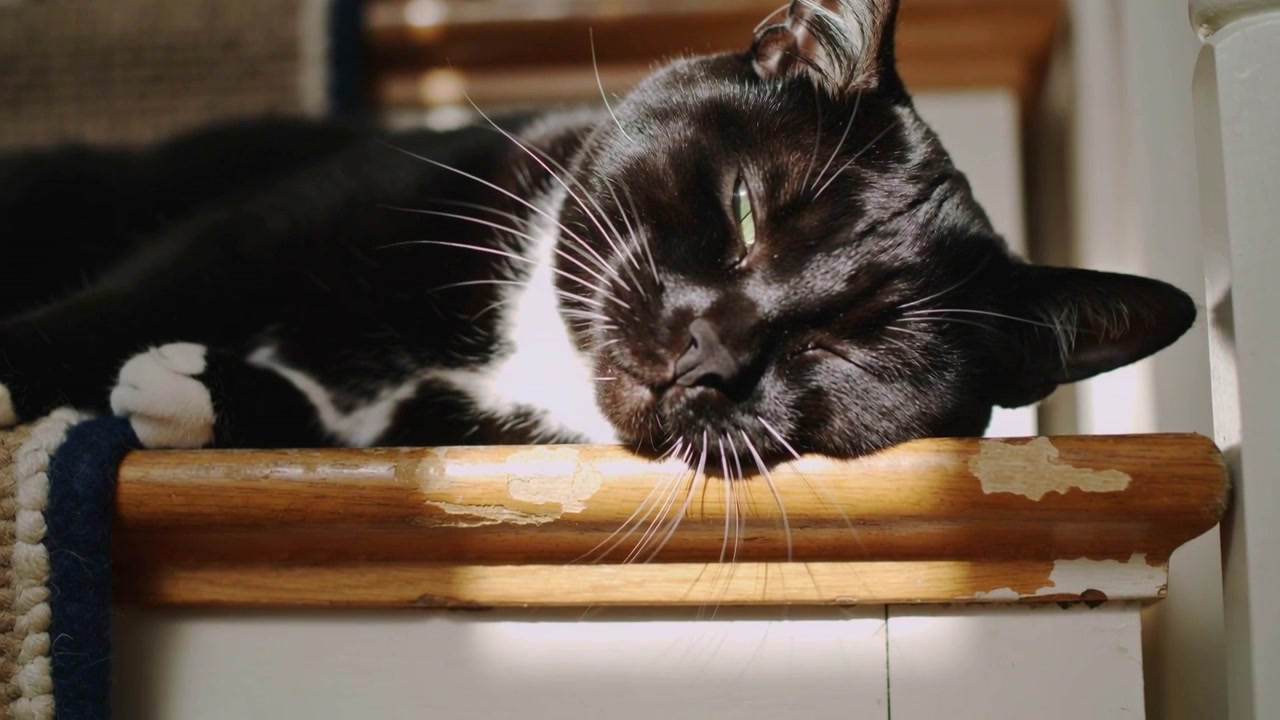 Sollys falder, en smokingkat blinker og trækker på snuden, lægger sig på et trætrapperin og søger varme.