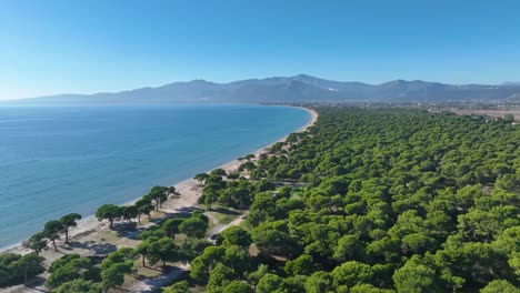 flying over the pine tree forest in schinias beach near marathon, greece