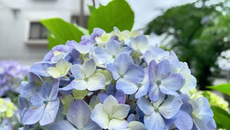 it became hydrangea flowering season