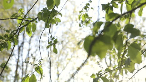 pan of green leaves on thin branches in lush forest in sunlight