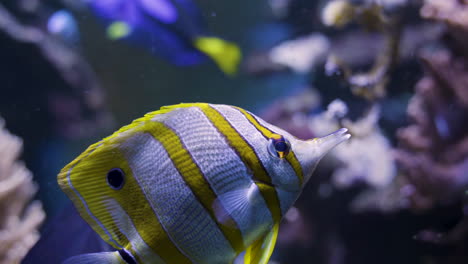 cerca de un pez mariposa de banda de cobre nadando bajo el agua