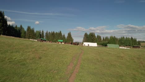 Aerial-reveal-shot-of-brown-horses