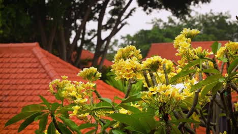 Bali Flowers - handheld view of yellow frangipani, known locally as Kamboja set against terracotta Balinese roofs at sunset, evoking temple life, canang sari offerings and fragrant island hospitality