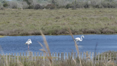 flamencos blancos en la camarga francia día soleado occitania