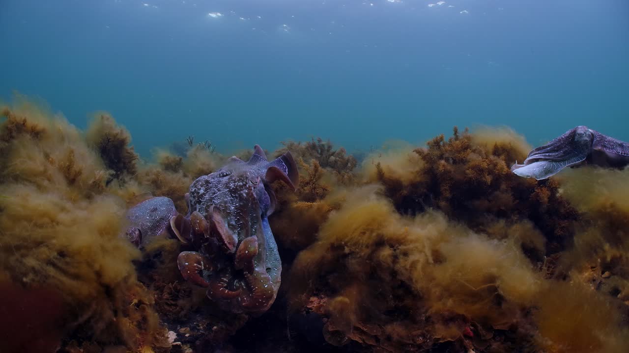 Giant Australian Cuttlefish Sepia apama Migration Whyalla South Australia 4k slow motion, mating, laying eggs, fighting, aggregation, underwater