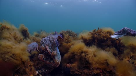 Riesige-Australische-Tintenfische-Sepia-Apama-Migration-Whyalla-Südaustralien-4k-Zeitlupe,-Paarung,-Eier-Legen,-Kämpfen,-Aggregation,-Unter-Wasser