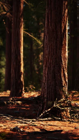 majestic redwood forest in sunlight