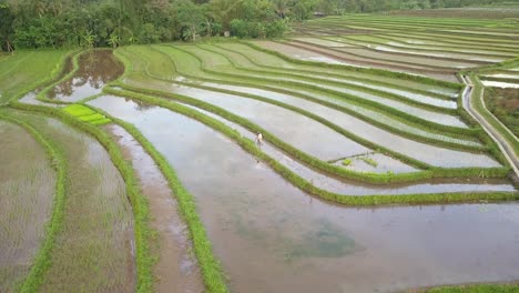 Aerial-orbit-shot-of-farmer-harvesting-rice-of-wet-rice-paddy-in-Indonesia