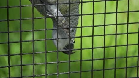 hanging african grey parrot upside down on a cage, showing feathers and curiosity