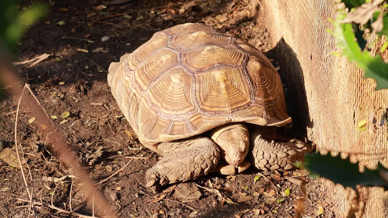 Tortoise moving along a dirt path