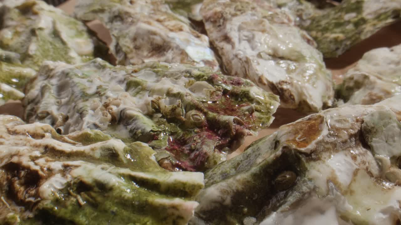 Close Up of Freshly Harvested Oysters with Green Algae